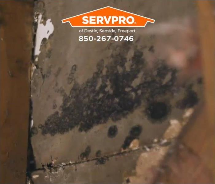 A mold infestation is revealed behind a wall when the drywall is removed.
